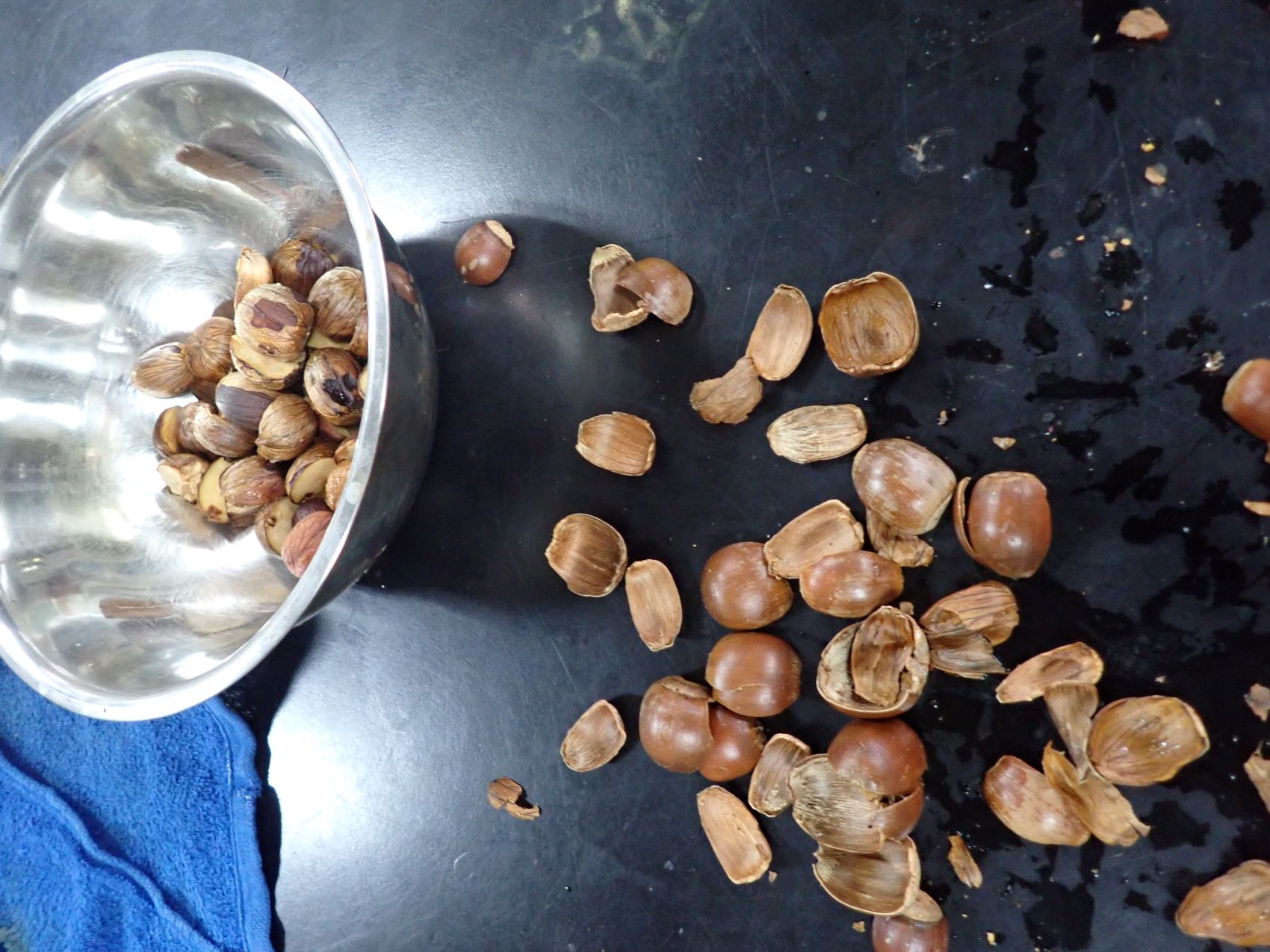 【先着】どんぐりの謎－拾って食べて考えた－（講座）