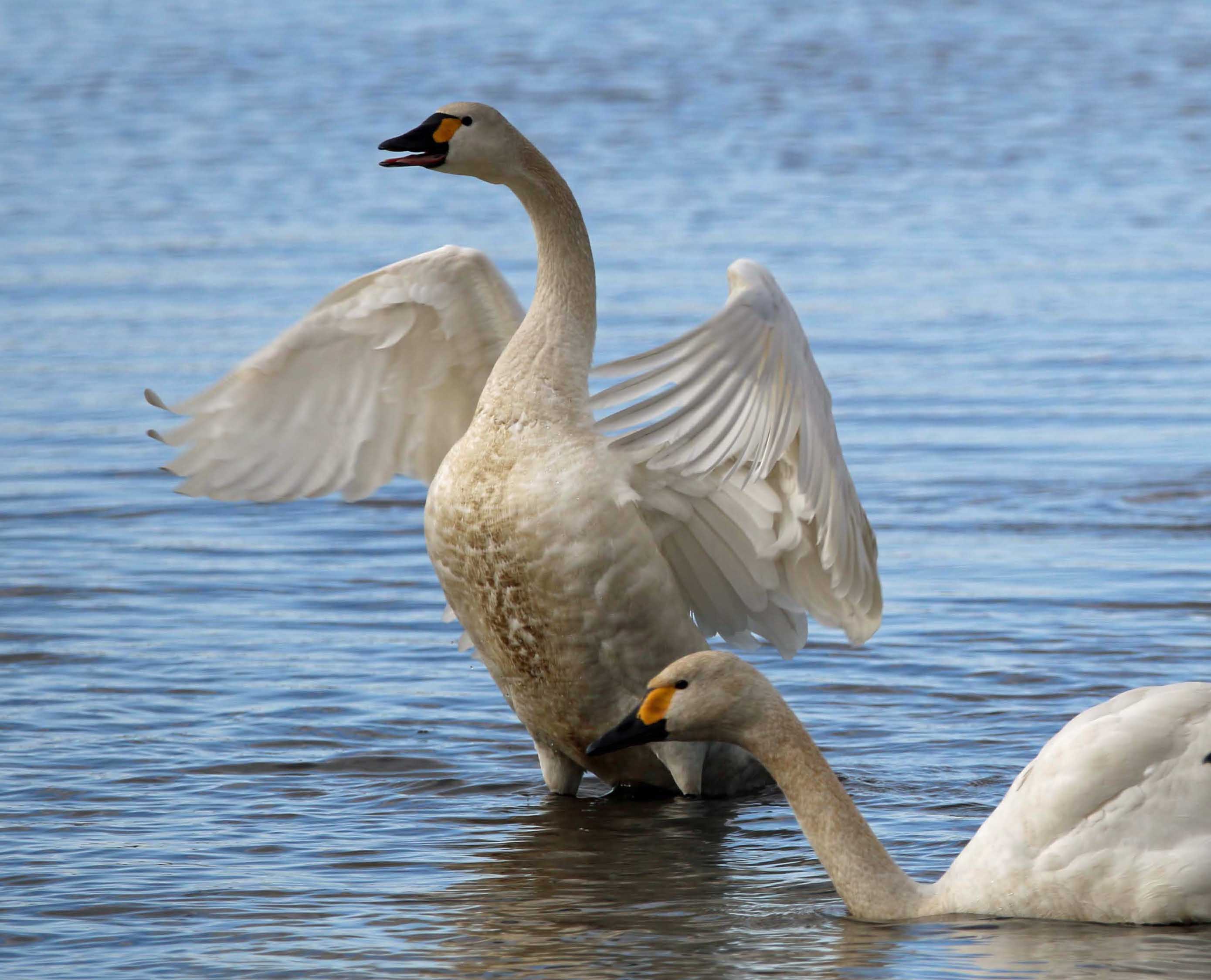 【先着】菅生沼の鳥、じっくりしっかり見てみよう