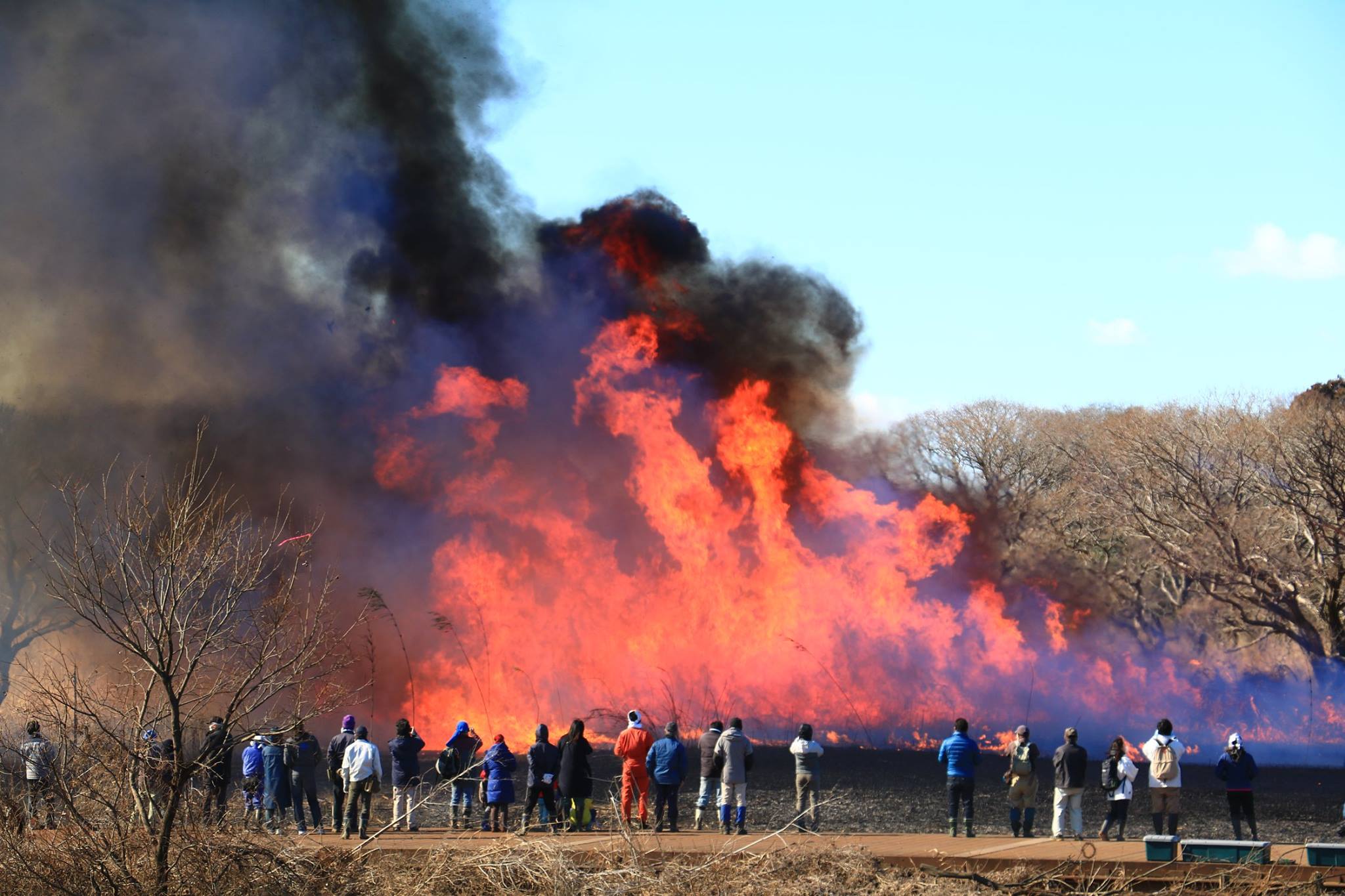 【追加募集・先着】野焼きがタチスミレを救う