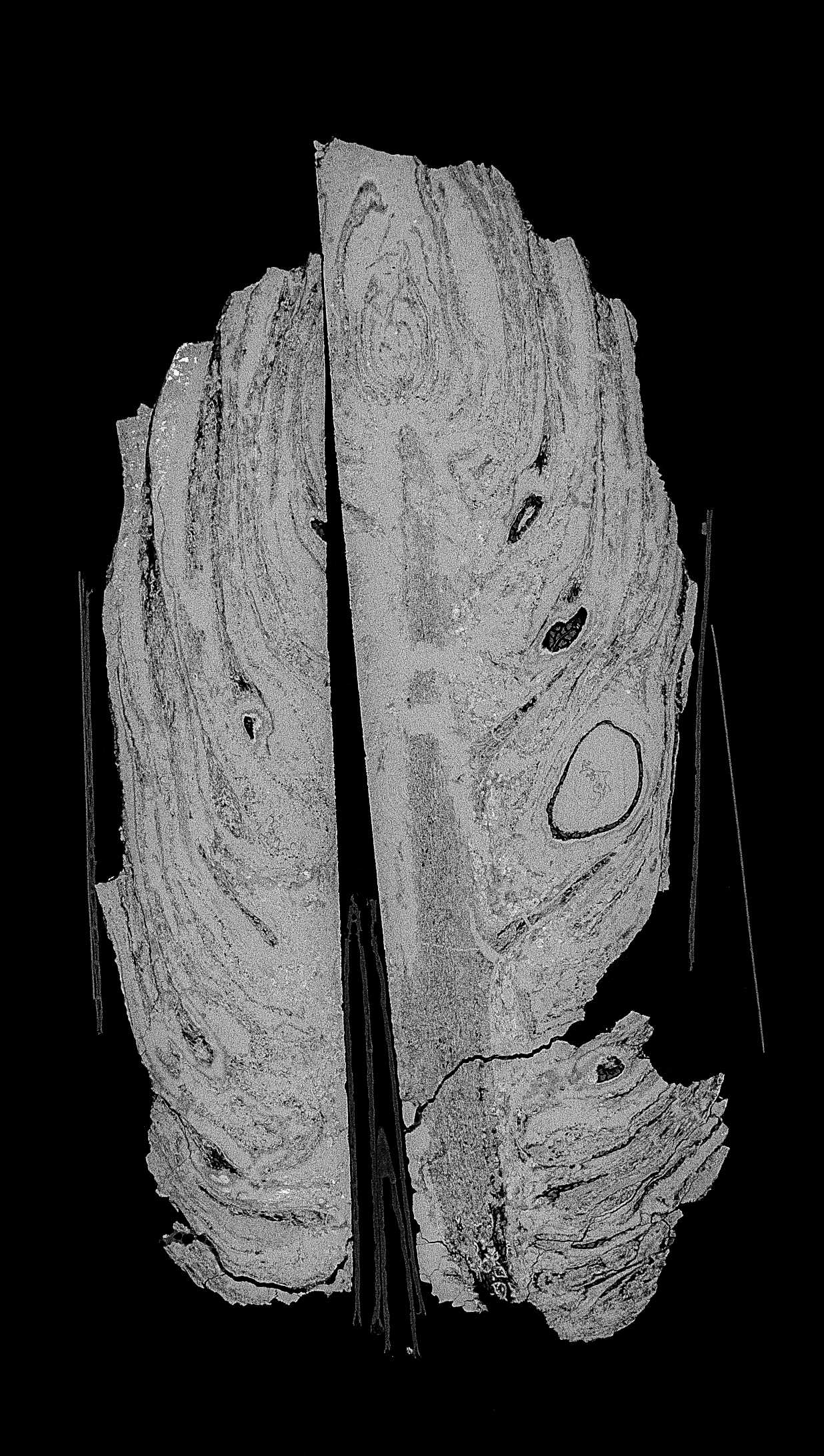 【先着】１億年前の化石を調べる～CTスキャンを用いた最新化石研究～