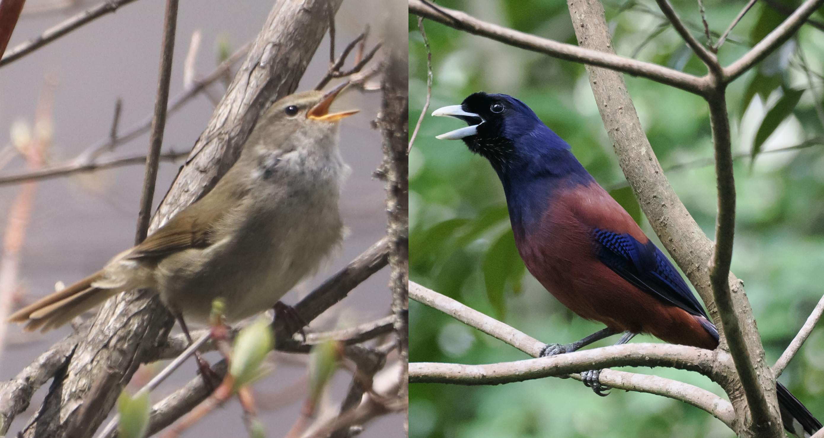 【先着】あなたもきっと、鳥が見たくなる！－観察を続けて見えてくること－