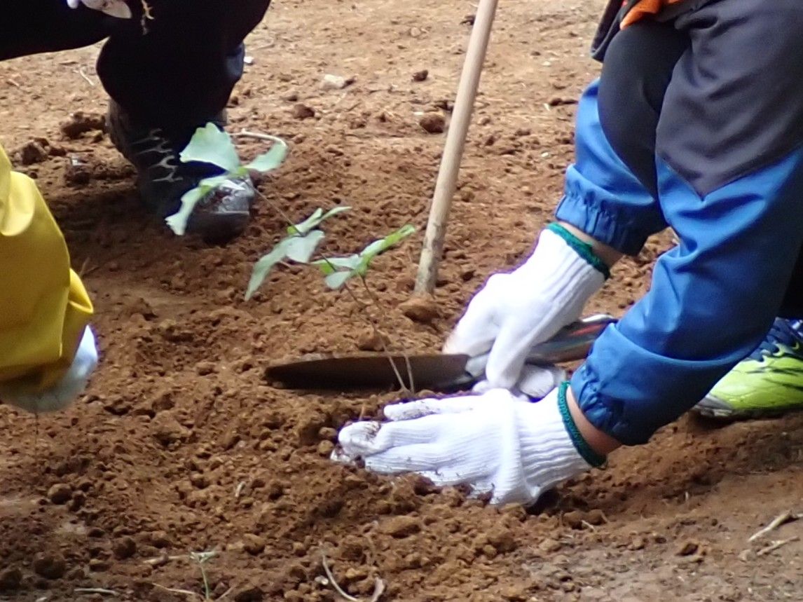 【先着】昆虫の森を再生しよう