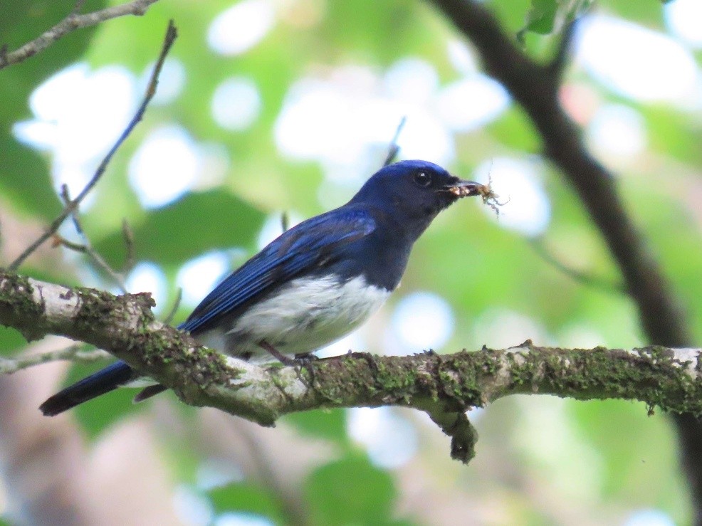 【先着】博物館を飛び出して野鳥観察