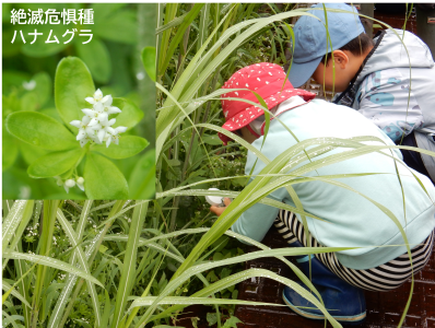 【抽選】湿地の希少植物を観察しよう