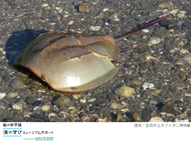 【抽選】カブトガニのお話＆脱皮殻標本づくり
