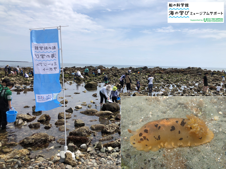 【抽選】磯の動物観察会＆ウミウシ講座